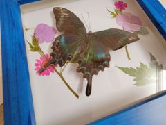 -上海大自然野生昆虫馆(东方明珠·爬宠昆虫探索中心)