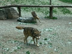 -北京野生动物园