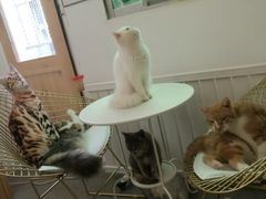 -豆老板的猫咖啡(碑林博物馆店)