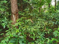 -芦仙山景区-飞越丛林探险乐园