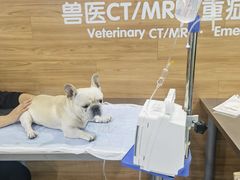 -爱侣宠医·鹦鹉专科·小型哺乳类·异宠专科(灵石路店)