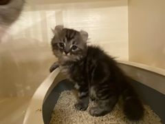-猫亿天猫咖