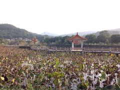 iphone_upload_pic-红山村