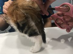 -瑞派动物医院·绝育·犬猫全科·预防医学(光景江南中店)