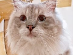-滚猫咖啡·猫咖·猫友好撸猫(未来城店)