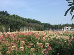 -百万葵园