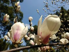 景点-望江楼公园