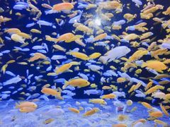 -成都浩海立方海洋公园