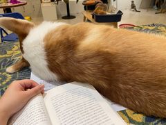 -平行世界·猫咖(首经贸店)