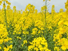 -两河城市森林公园