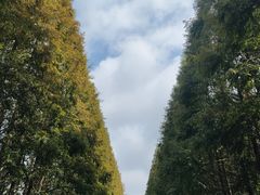 -日照海滨国家森林公园