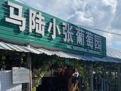 -马陆小张葡萄园农家乐