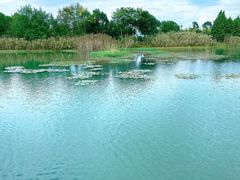 -南湖湿地公园