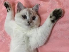 -东方名猫馆·英短金渐层布偶猫舍(环线广场1号楼店)