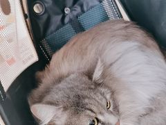 -艾贝尔宠物医院·24H转诊中心·肿瘤猫专科(江宁双龙店)