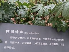 -红梅公园