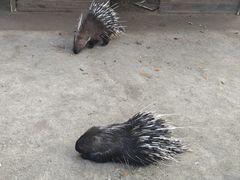 -关门山森林公园