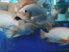 -小海豚·老字号海鲜餐厅(三亚湾店)