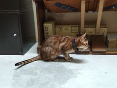 -猫色咖啡·猫咖