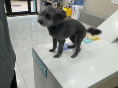 -安安宠医宠物医院·异宠·犬猫内科(岳阳分院)