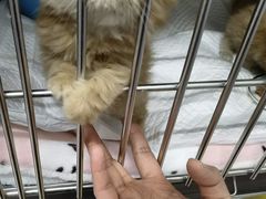 -纳吉亚猫专科动物医院博雅分院