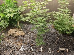 -本处·素食·融合料理(南油店)