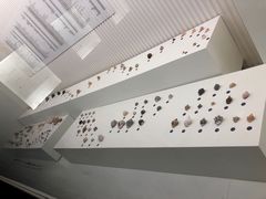 -青岛贝壳博物馆