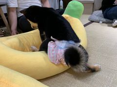 -逗柴咖啡屋·狗咖猫咖宠物桌游