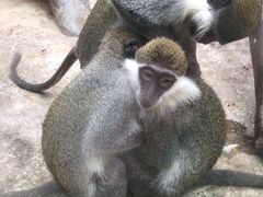 -泉州海丝野生动物世界