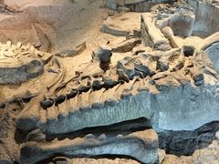 -自贡恐龙博物馆