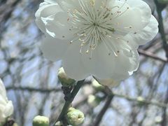 -梨园照相馆(北京店)