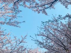 -高东镇樱花园