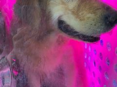 -爱牧宠物医院·猫专科·骨科·内窥镜(甪直店)