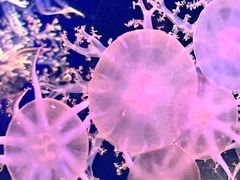 -珠海长隆海洋王国