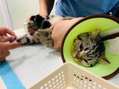 -纳吉亚猫专科动物医院博雅分院