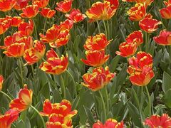 -洛阳郁金香牡丹园