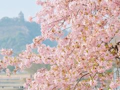 -上海辰山植物园