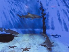 -太平洋海底世界