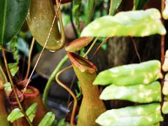 -槟城宝盛园民宿