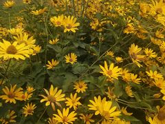 -永定河休闲森林公园