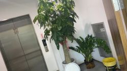 点击看大图 -凡碧诗毛孔清洁收细