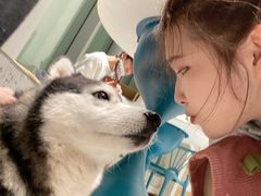 -Husky Go!哈士奇体验馆·宠物咖啡厅狗咖