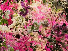 -深圳国际园林花卉博览园