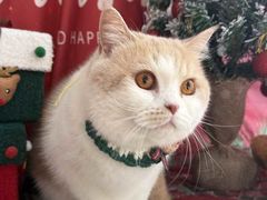 -宠颐生汉谟拉比宠物医院