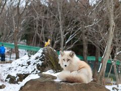 -宫城藏王狐狸村