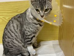-中农大我爱我爱动物医院·核磁CT·猫病·24小时夜诊中心(石佛营店)
