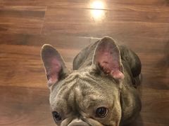 -柯斗斗主题餐厅·狗咖·围炉煮茶·茶饮(国瑞升平里店)