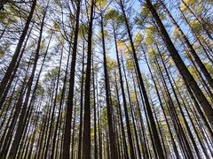 -塞罕坝国家级自然保护区