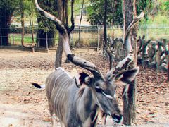 -清迈夜间动物园