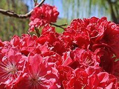 -懂羊帝·羊蝎子·北京菜(小关店)